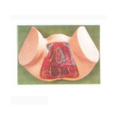 女性會陰模型 gd/a15113